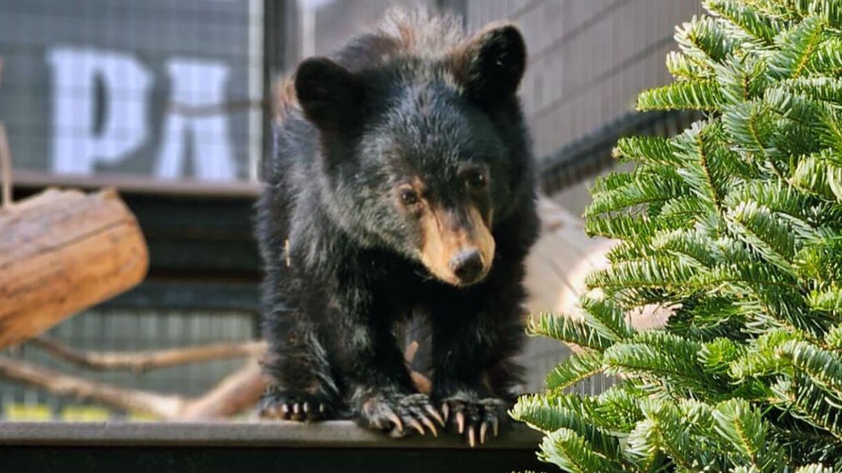 Elfish bear cub rescued near Tucson now has a name, but no-Buddy knows its age